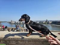 Liebe Dackelhündin sucht neues Zuhause