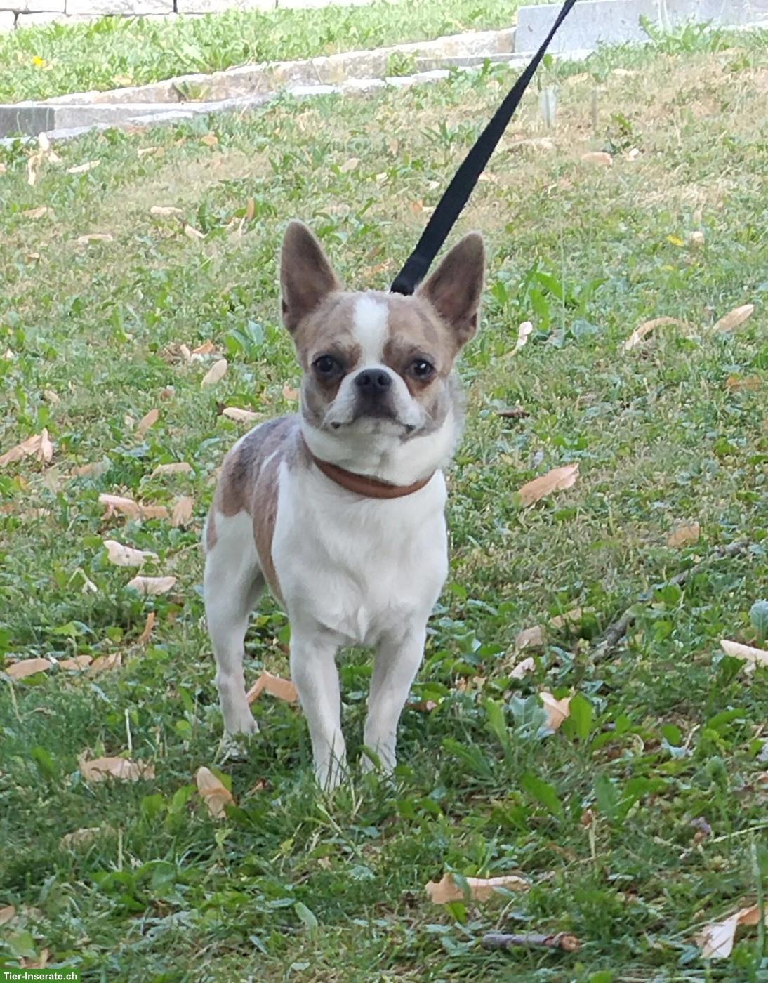 Chihuahua Deckrüde mit Stammbaum
