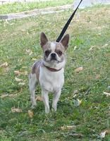 Chihuahua Deckrüde mit Stammbaum