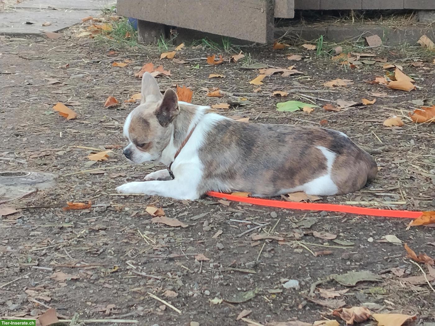 Bild 4: Chihuahua Deckrüde mit Stammbaum