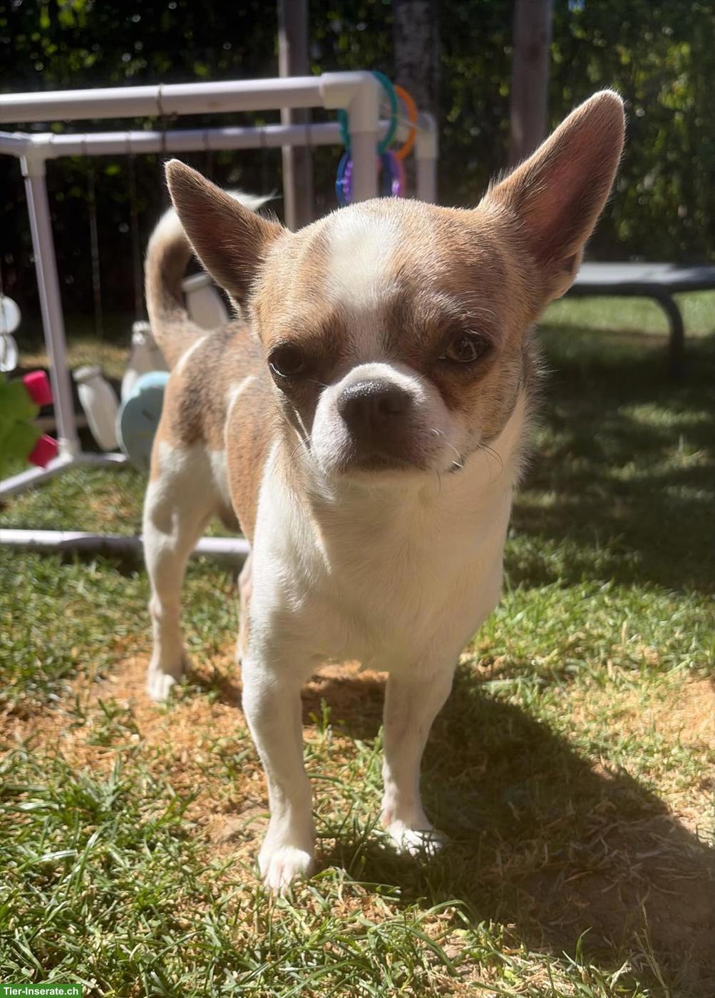 Bild 5: Chihuahua Deckrüde mit Stammbaum