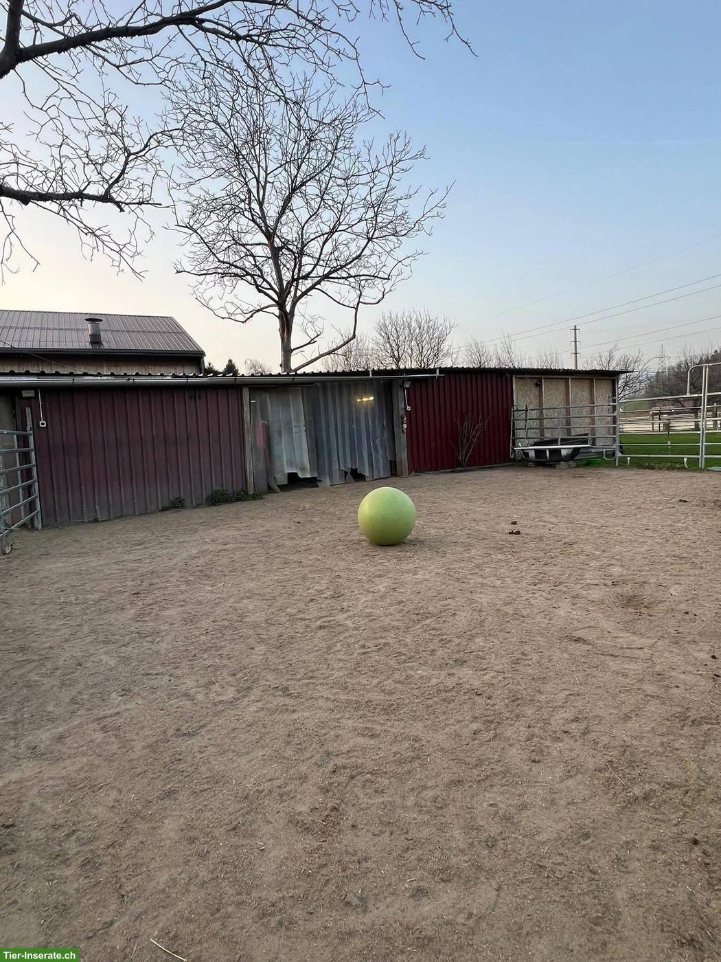 Bild 4: Offenstall Plätze frei in Benken SG, Linthgebiet