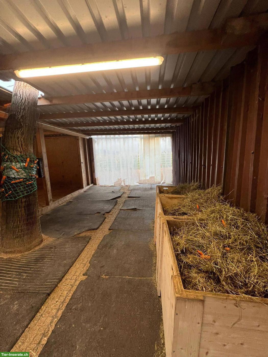 Bild 8: Offenstall Plätze frei in Benken SG, Linthgebiet