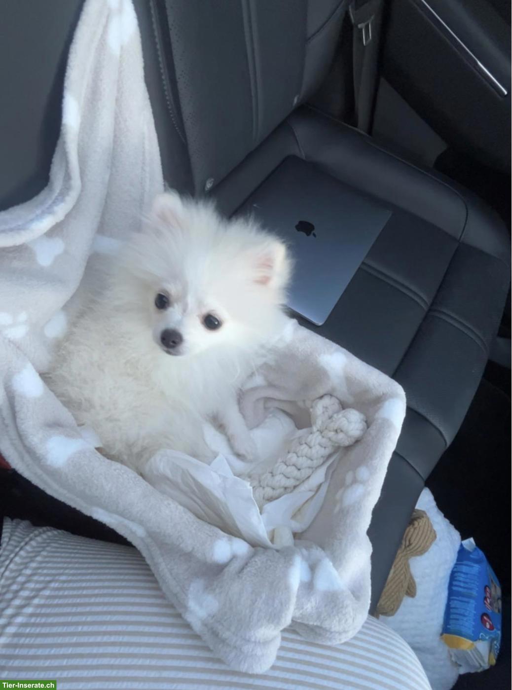Bild 2: Pomeranian / Zwergspitz Welpe, Hündin