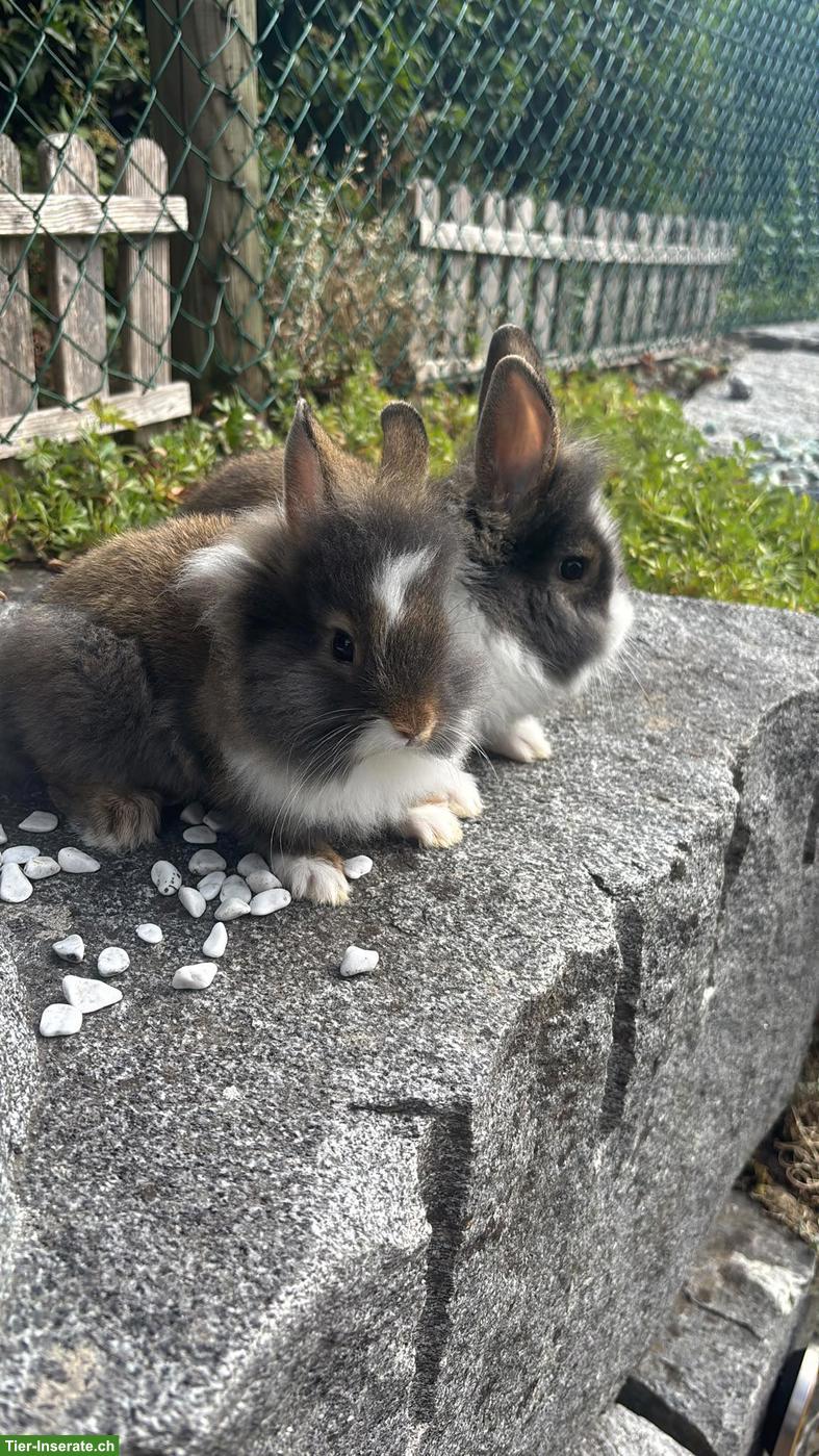 Bild 5: Junge Löwenkopf Zwergkaninchen suchen neues Zuhause