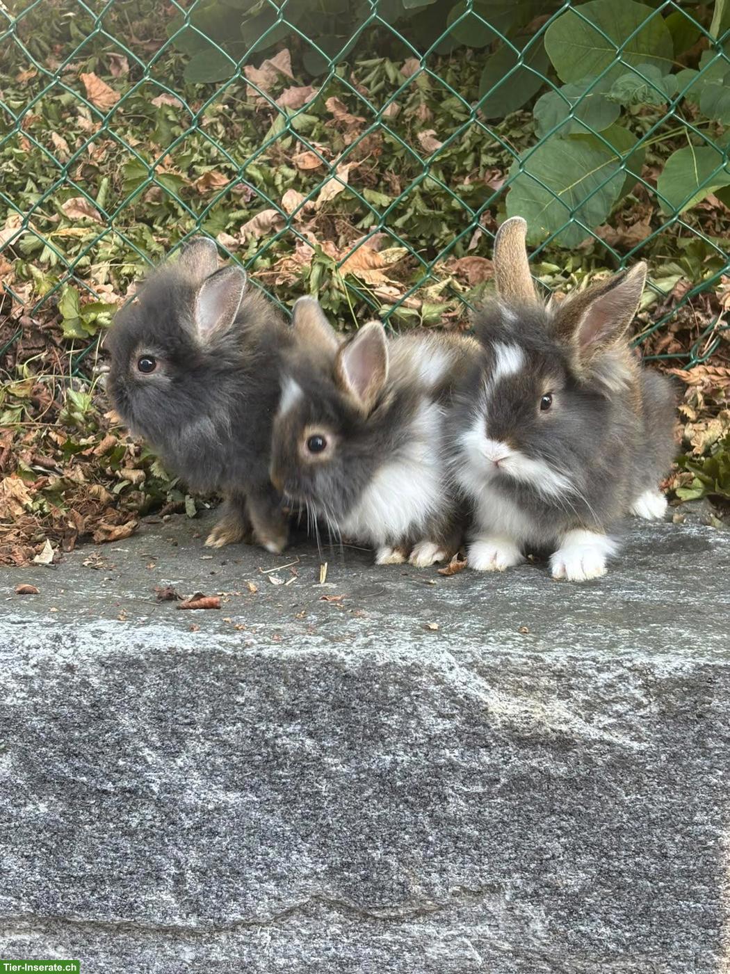 Bild 9: Junge Löwenkopf Zwergkaninchen suchen neues Zuhause