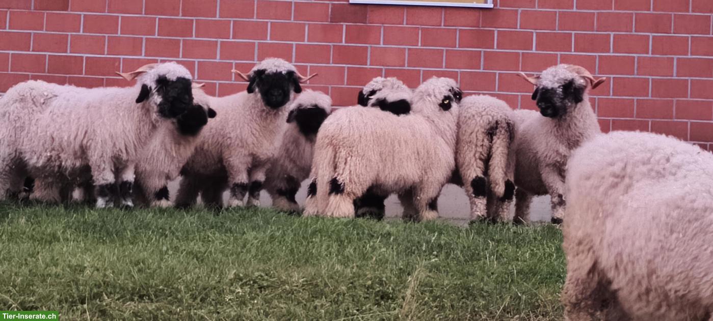 Bild 2: Walliser Schwarznasenschafe zu verkaufen