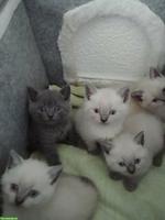 BKH, Britisch Kurzhaar Kitten suchen liebes Zuhause