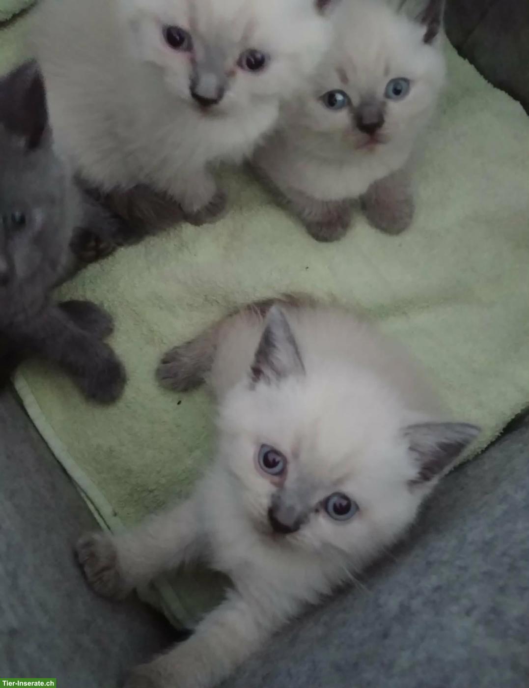 Bild 2: BKH, Britisch Kurzhaar Kitten suchen liebes Zuhause