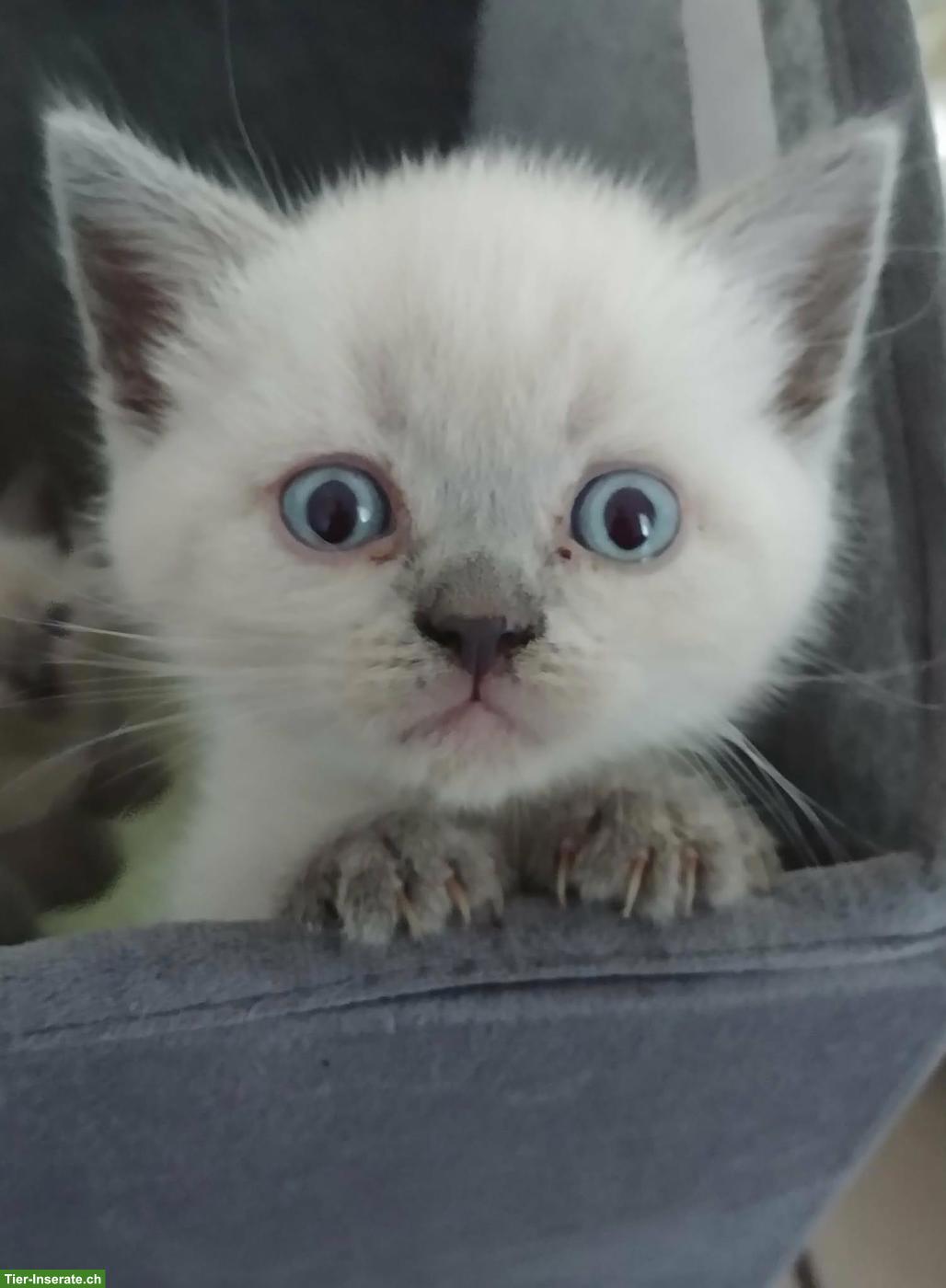 Bild 3: BKH, Britisch Kurzhaar Kitten suchen liebes Zuhause