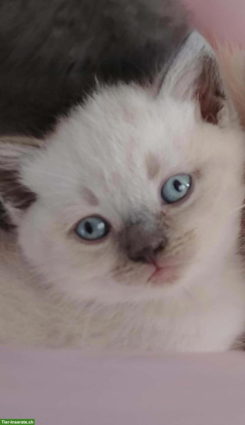 Bild 4: BKH, Britisch Kurzhaar Kitten suchen liebes Zuhause