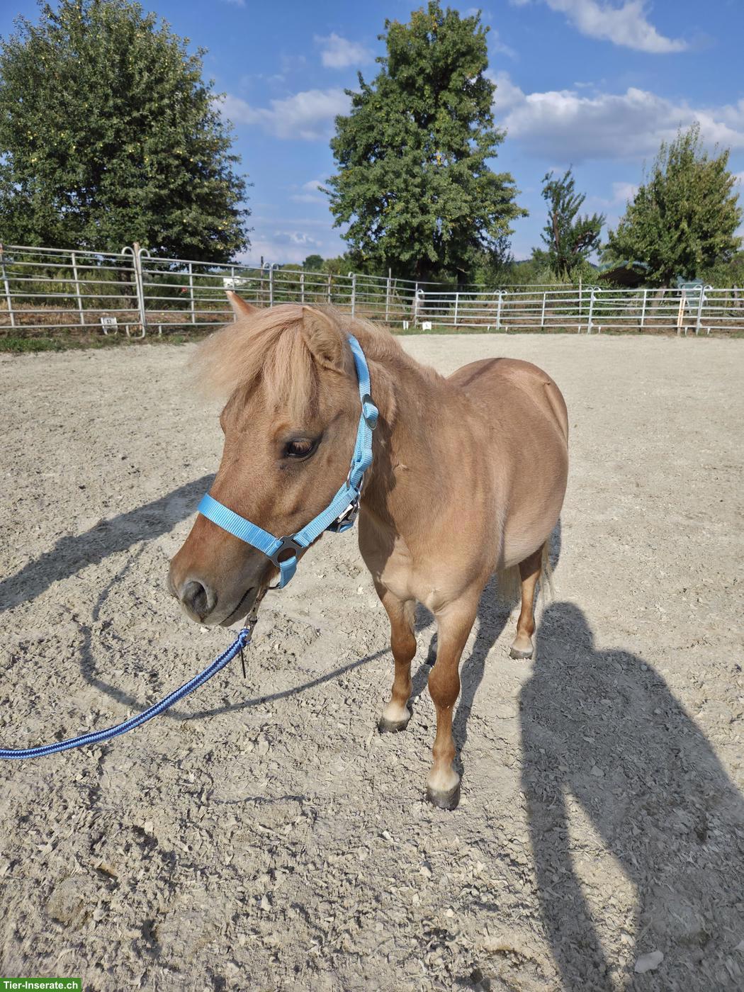 Pflege- & Spazierbeteiligung für Shetty-Pony in Kölliken