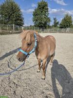 Pflege- & Spazierbeteiligung für Shetty-Pony in Kölliken