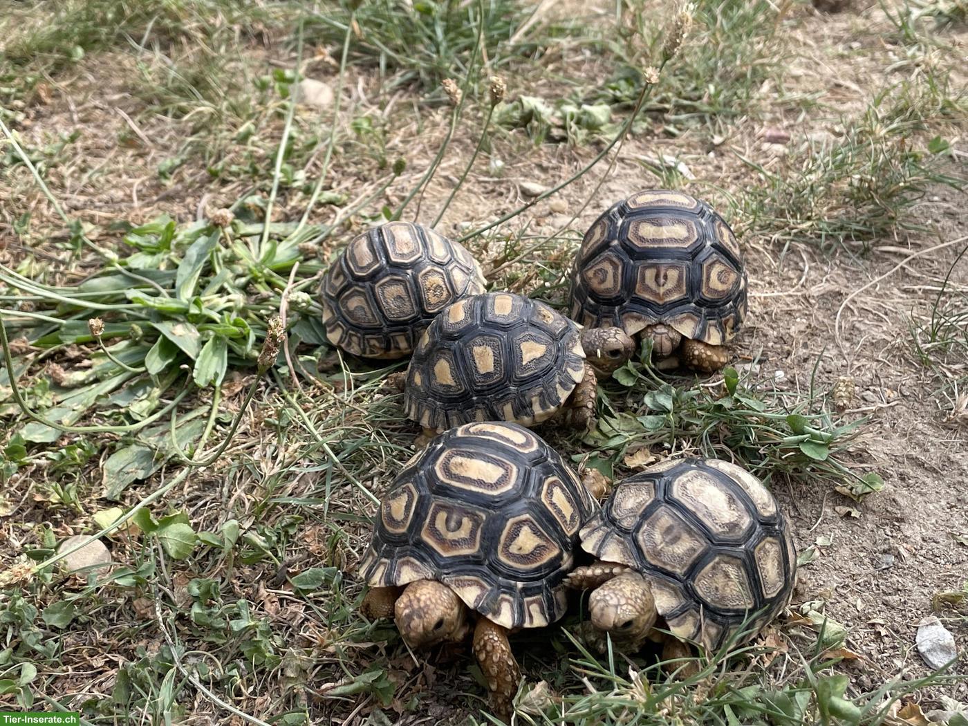 0.0.X Pantherschildkröten (Stigmochelys pardalis) NC2026