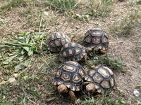0.0.X Pantherschildkröten (Stigmochelys pardalis) NC2026