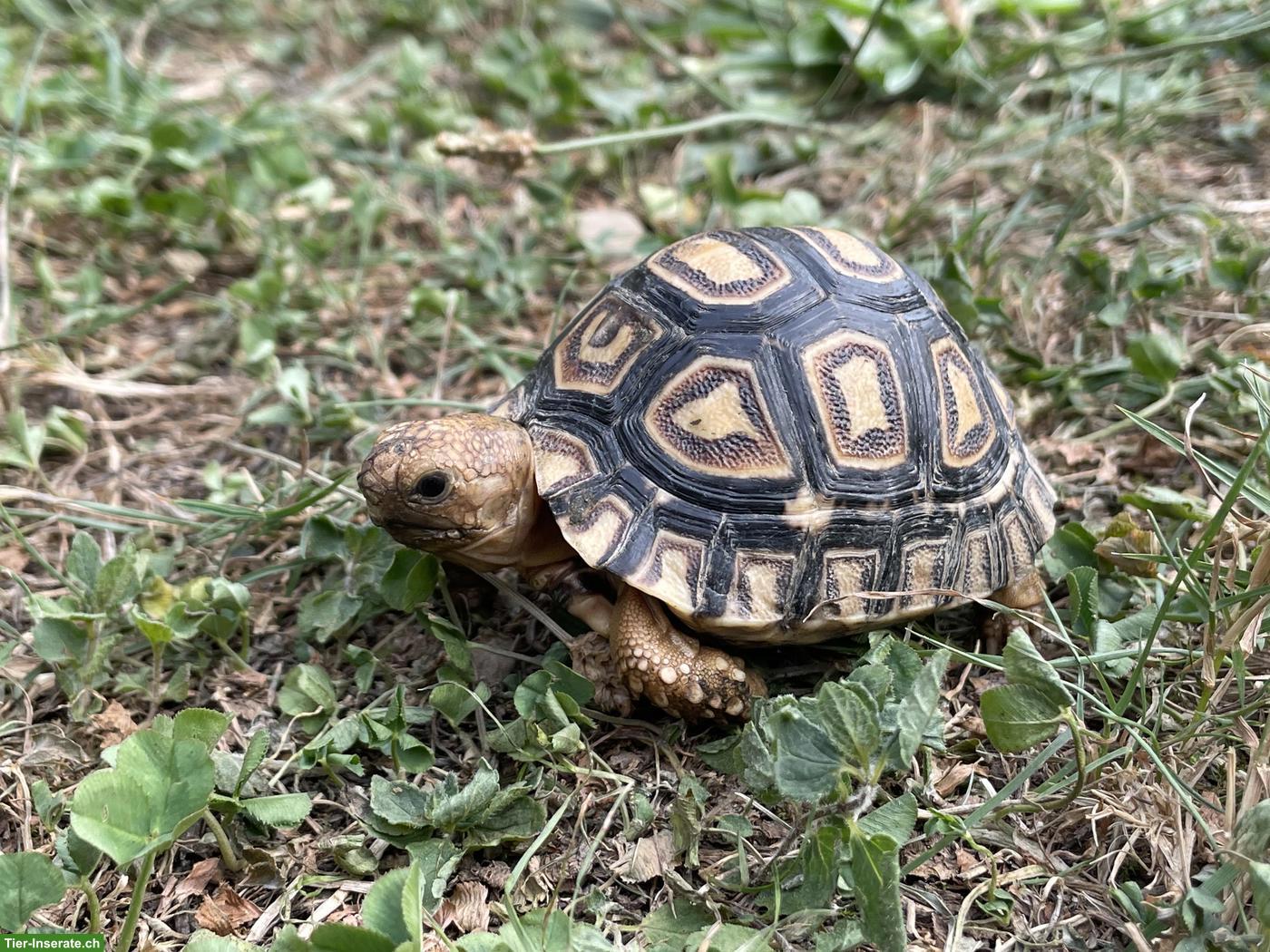 Bild 2: 0.0.X Pantherschildkröten (Stigmochelys pardalis) NC2026