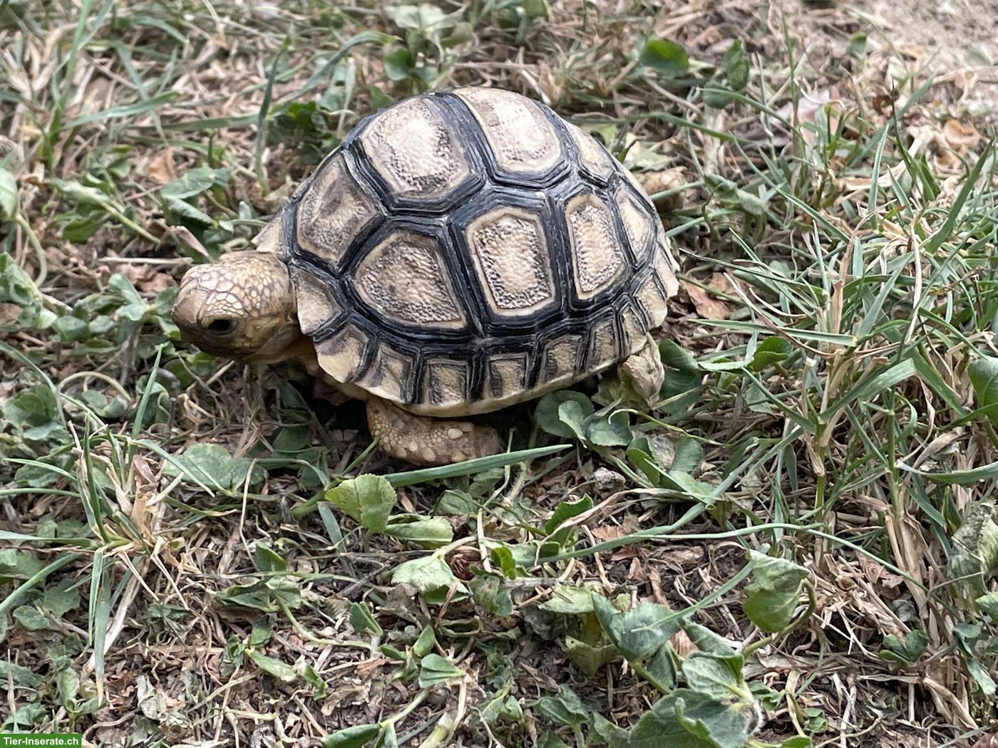 Bild 3: 0.0.X Pantherschildkröten (Stigmochelys pardalis) NC2026