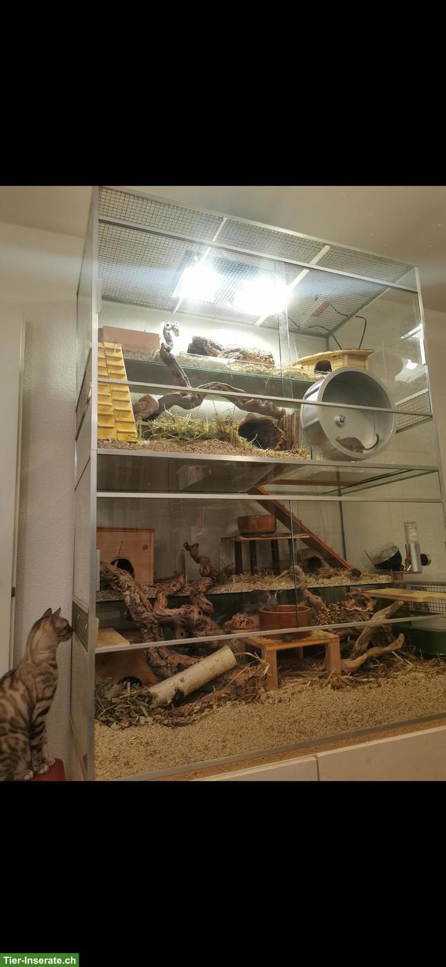 Bild 2: Degu-Terrarium in Top Zustand zu verkaufen