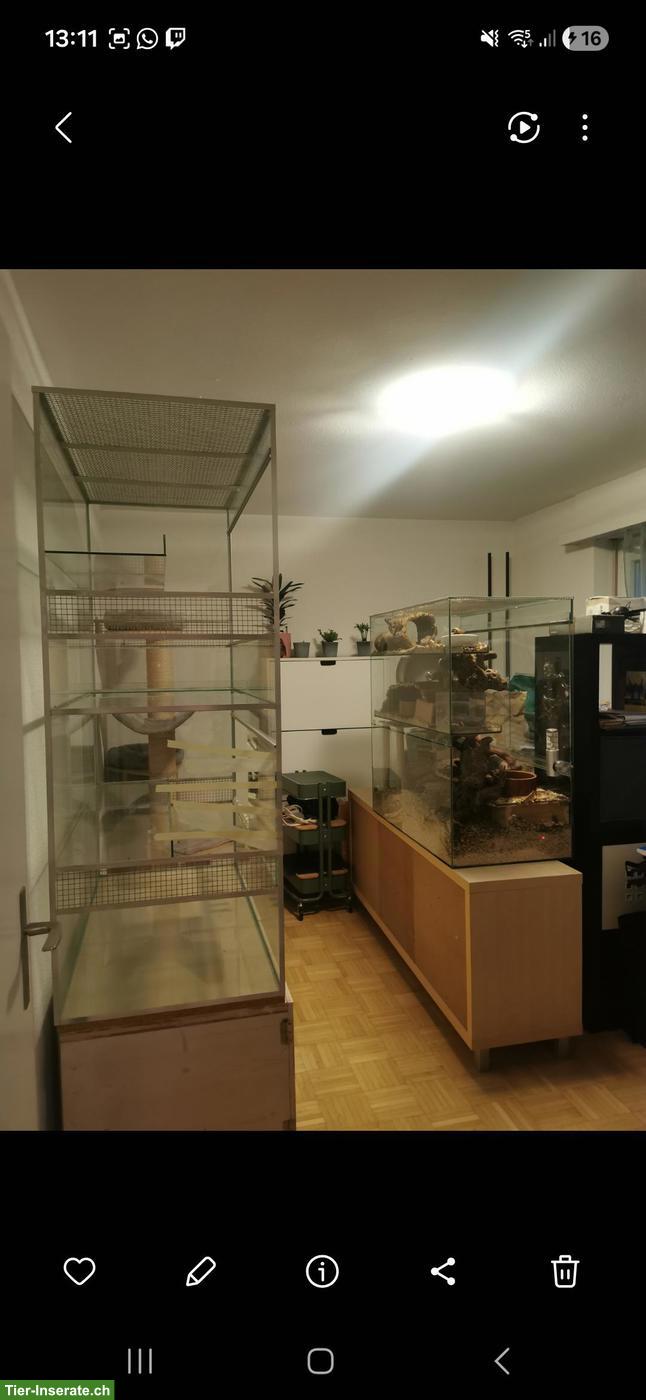 Bild 4: Degu-Terrarium in Top Zustand zu verkaufen