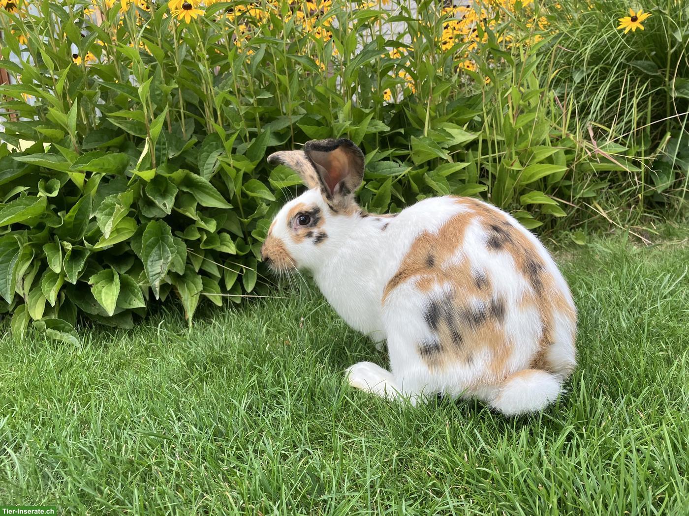 Junge Kaninchen, Mischlinge