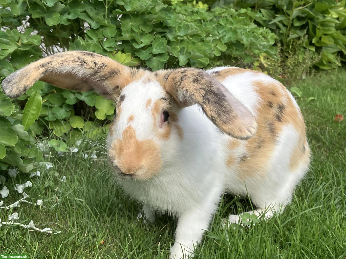 Bild 2: Junge Kaninchen, Mischlinge