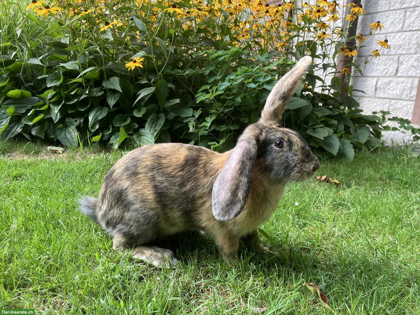 Bild 3: Junge Kaninchen, Mischlinge