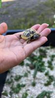Griechische Landschildkröten Babys