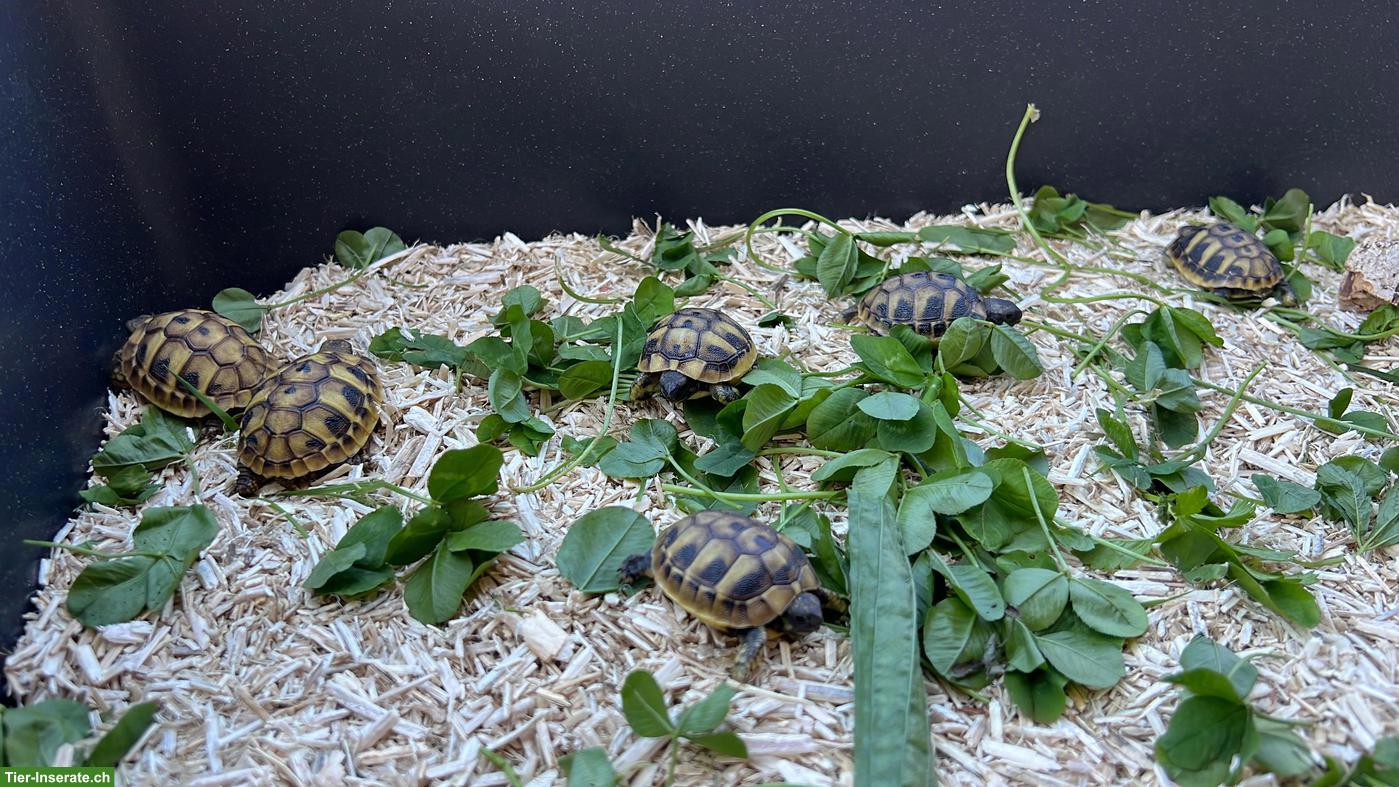 Bild 2: Griechische Landschildkröten Babys