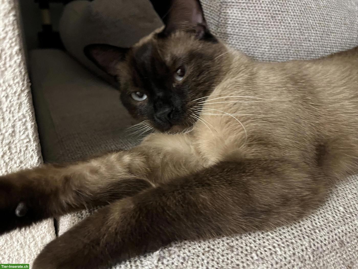 2 absolut verschmuste Kater, Siam und EKH