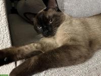 2 absolut verschmuste Kater, Siam und EKH