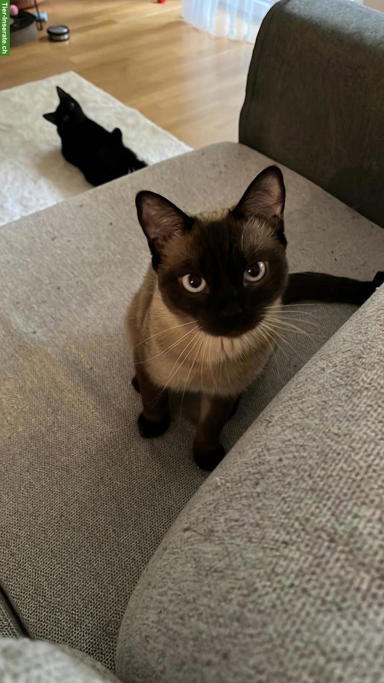 Bild 10: 2 absolut verschmuste Kater, Siam und EKH