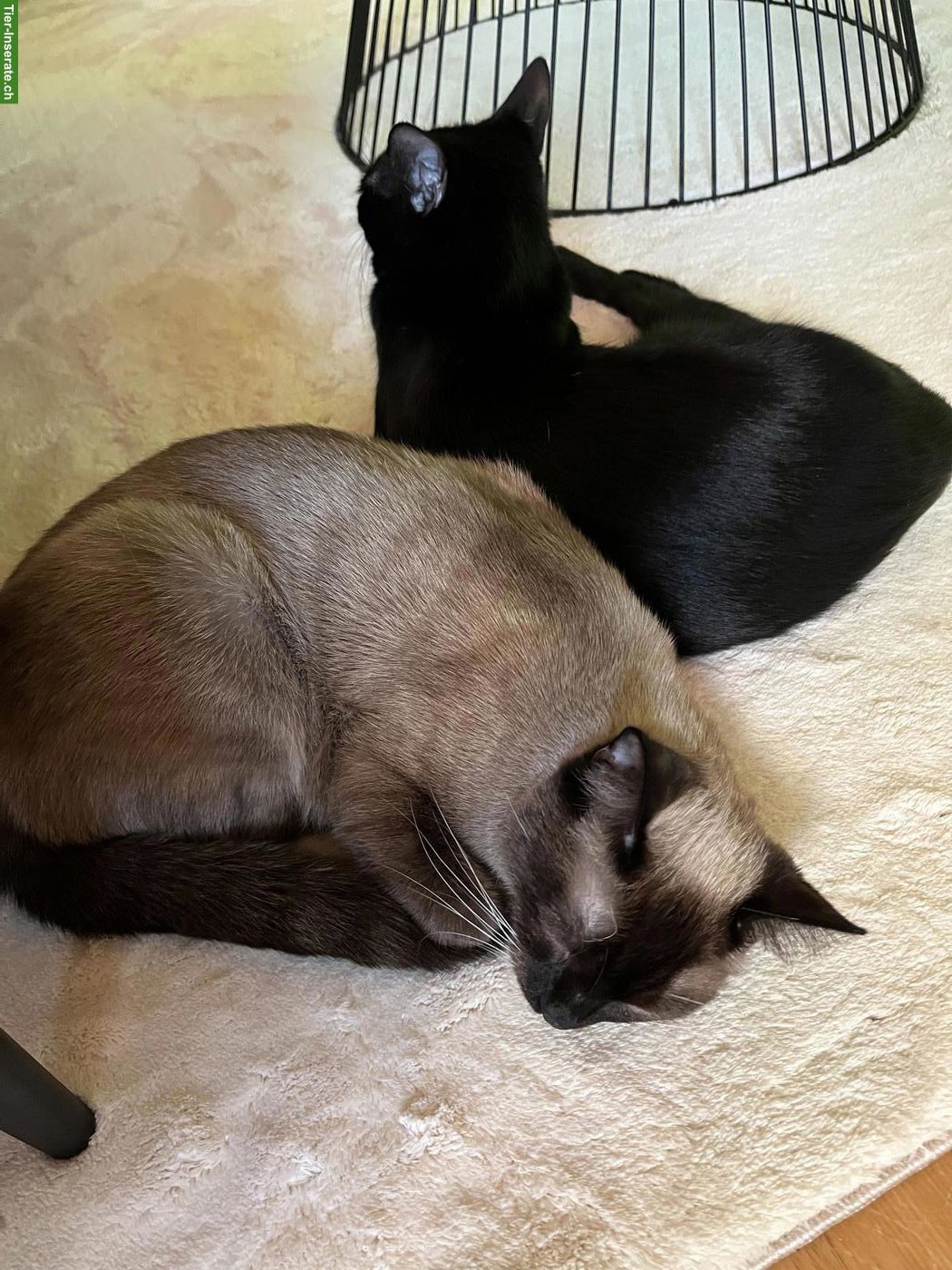 Bild 2: 2 absolut verschmuste Kater, Siam und EKH