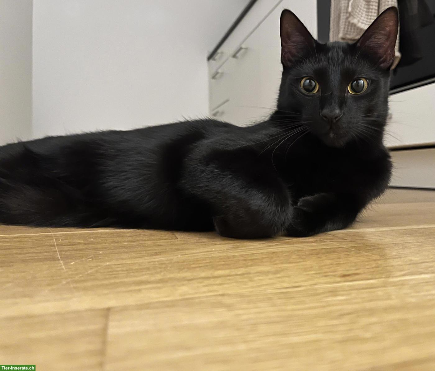 Bild 3: 2 absolut verschmuste Kater, Siam und EKH