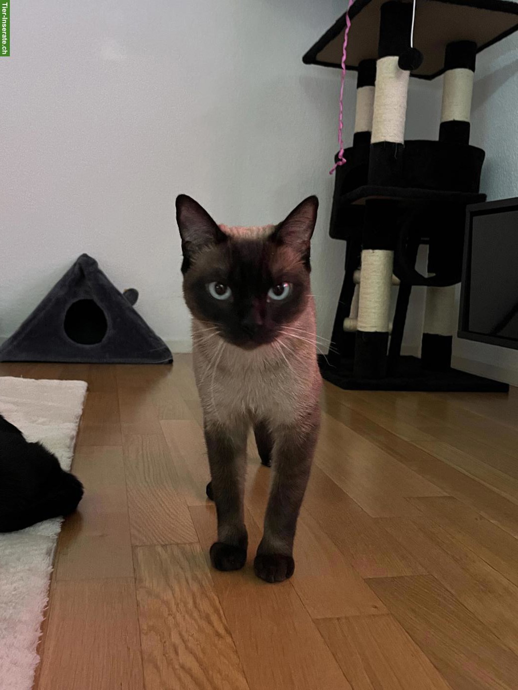 Bild 4: 2 absolut verschmuste Kater, Siam und EKH