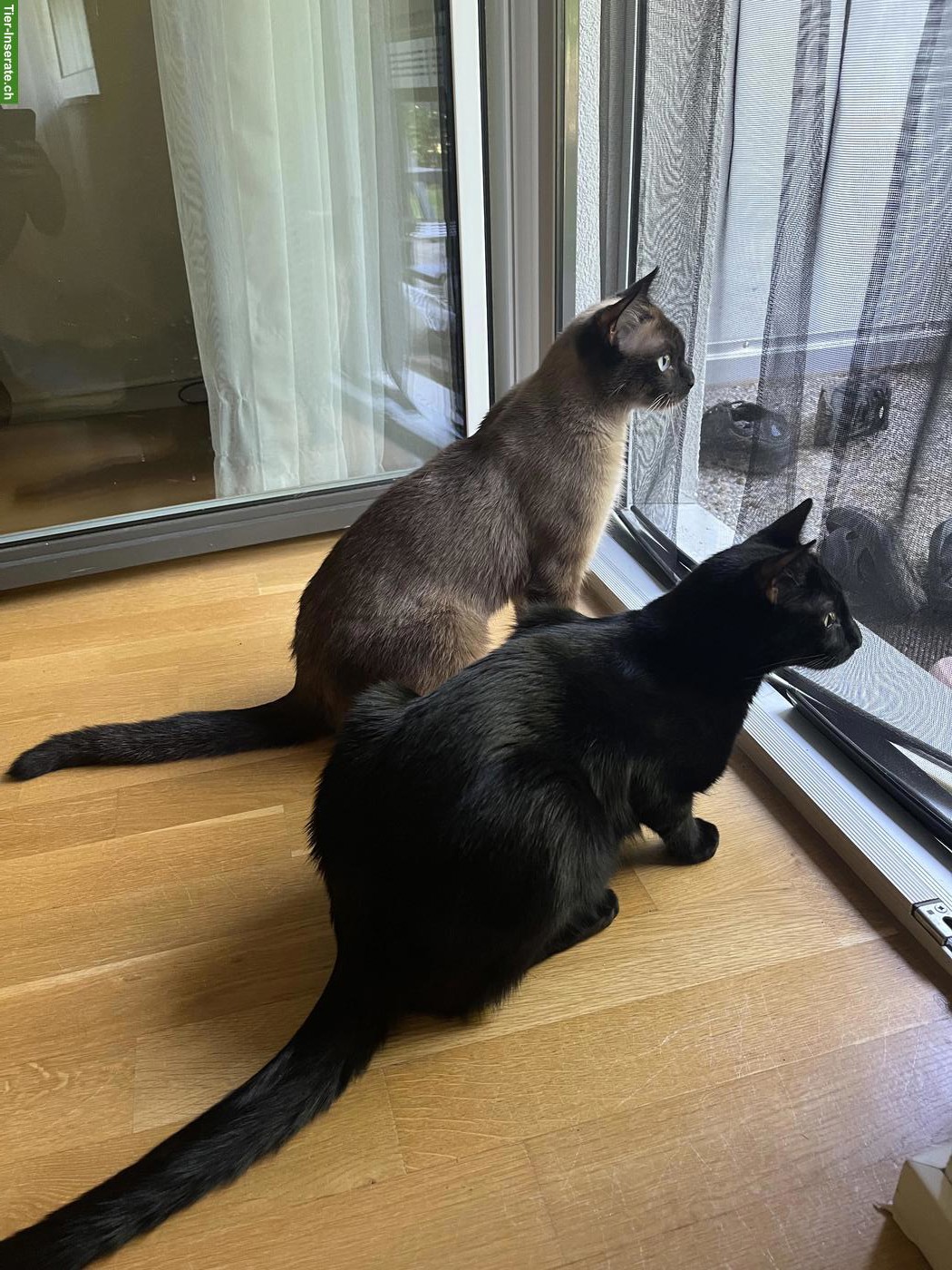 Bild 5: 2 absolut verschmuste Kater, Siam und EKH