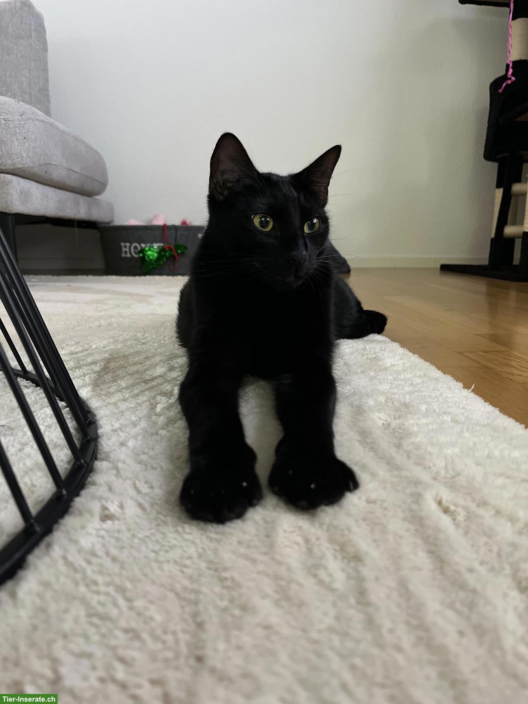Bild 6: 2 absolut verschmuste Kater, Siam und EKH