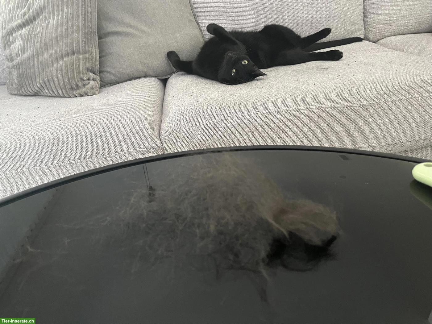Bild 7: 2 absolut verschmuste Kater, Siam und EKH