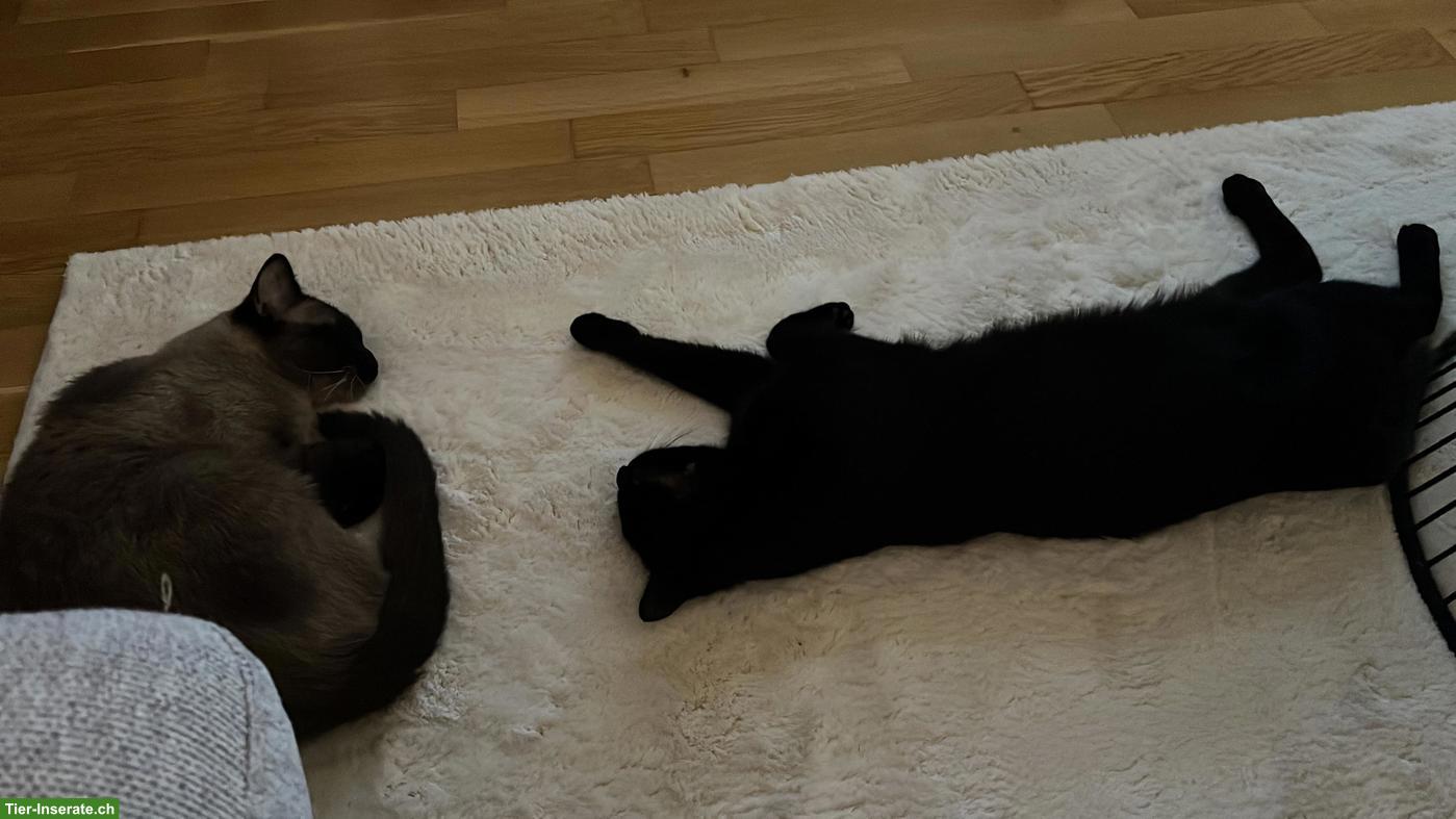Bild 8: 2 absolut verschmuste Kater, Siam und EKH
