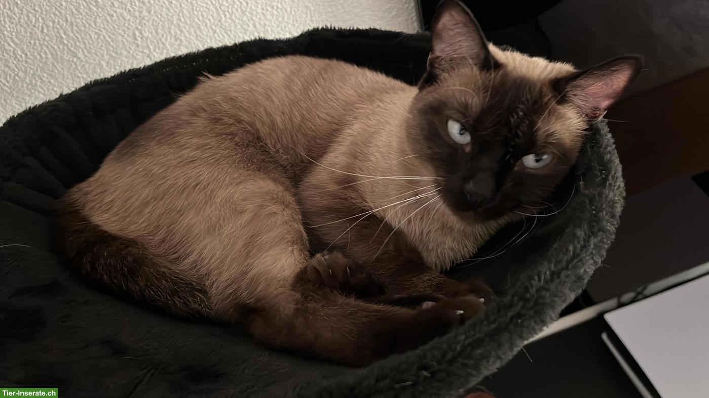 Bild 9: 2 absolut verschmuste Kater, Siam und EKH