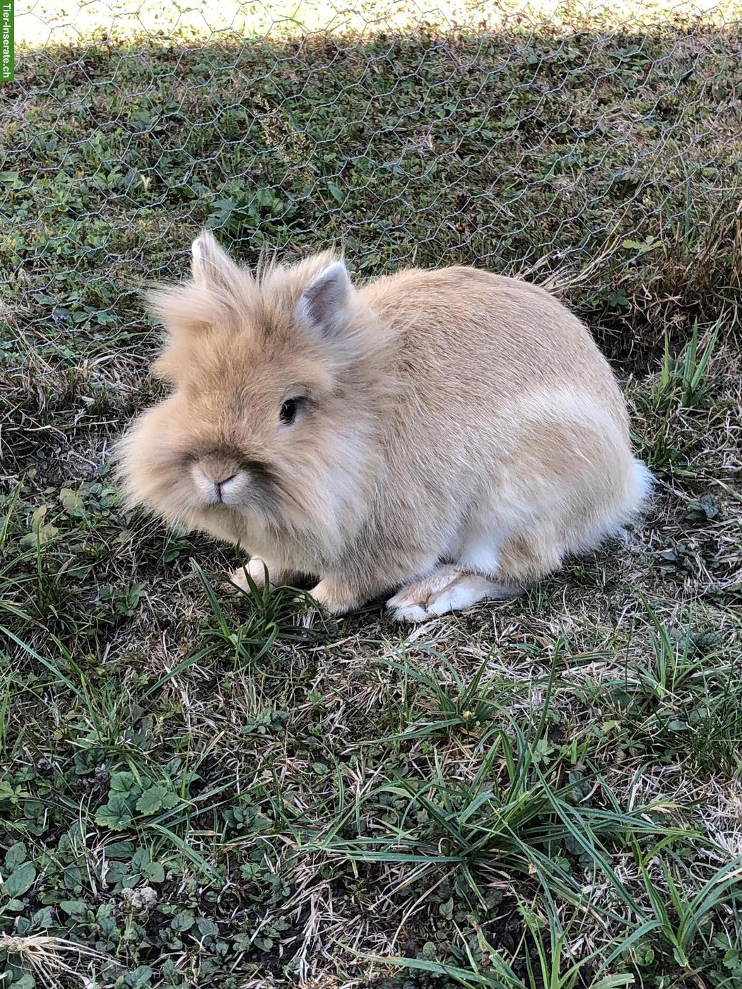 Liebes Löwenkopf Zwergkaninchen-Männchen abzugeben
