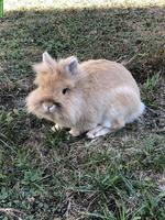 Liebes Löwenkopf Zwergkaninchen-Männchen abzugeben