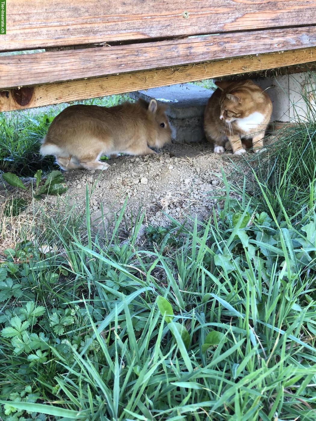 Bild 4: Liebes Löwenkopf Zwergkaninchen-Männchen abzugeben