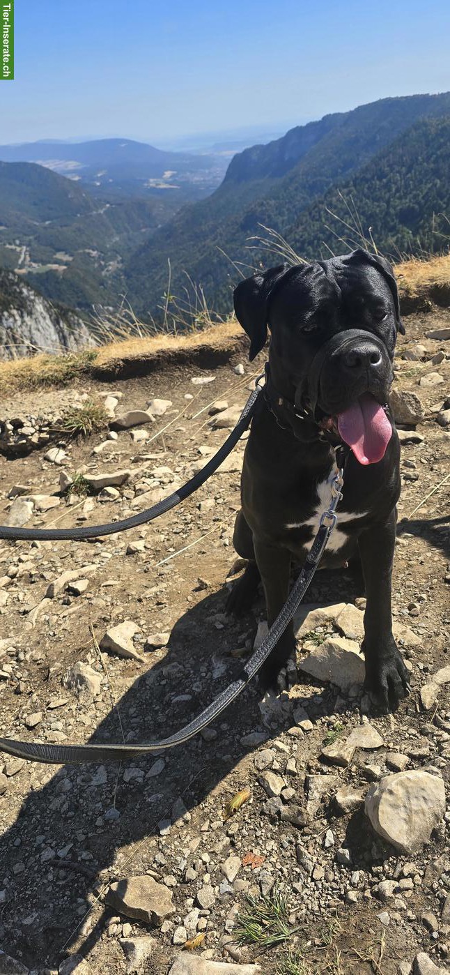 Cane Corso Hündin, 16 Monate alt