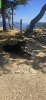 Cane Corso Hündin, 16 Monate alt