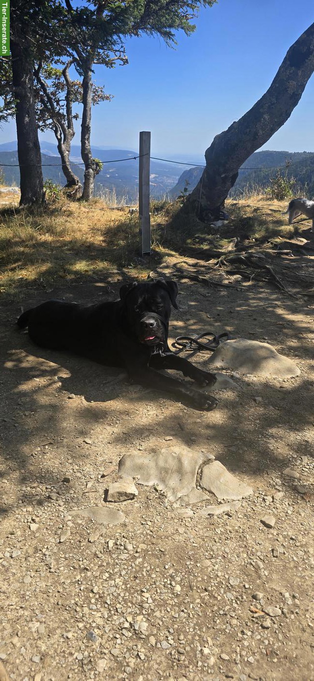 Bild 2: Cane Corso Hündin, 16 Monate alt