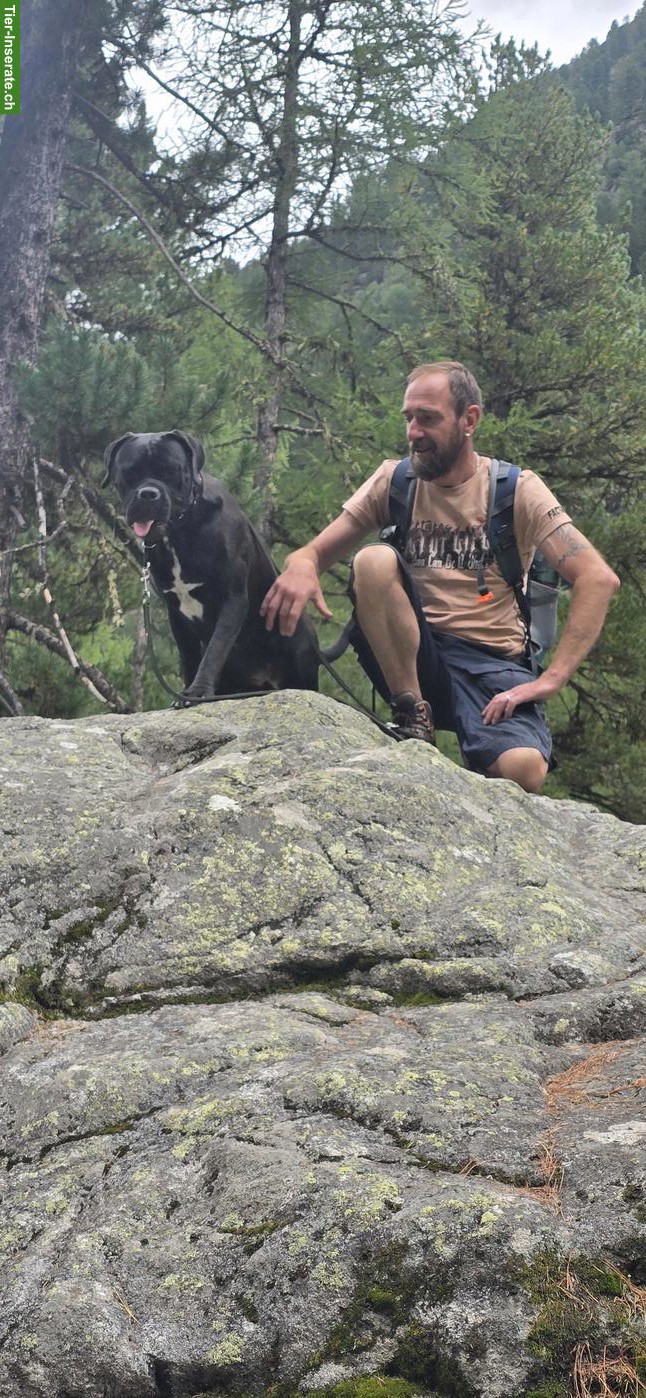 Bild 3: Cane Corso Hündin, 16 Monate alt