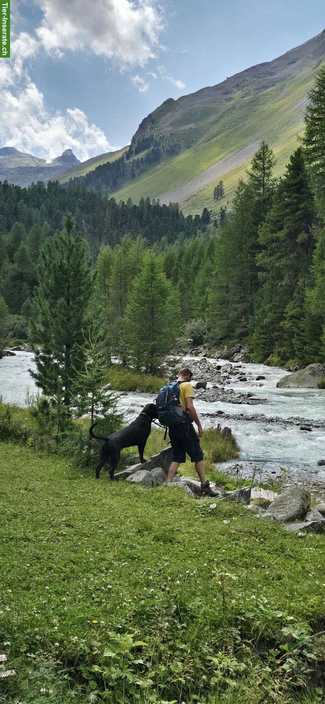 Bild 4: Cane Corso Hündin, 16 Monate alt