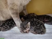 Brown Spotte Bengal Kitten mit FFH-Stammbaum