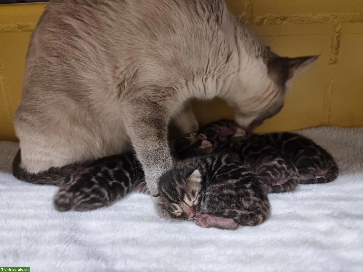 Bild 2: Brown Spotte Bengal Kitten mit FFH-Stammbaum