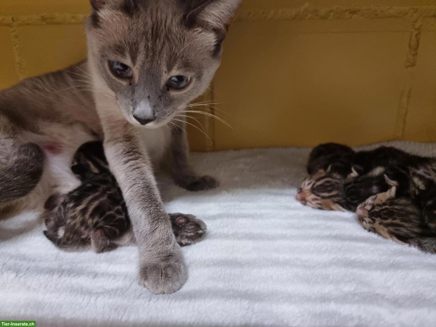 Bild 3: Brown Spotte Bengal Kitten mit FFH-Stammbaum